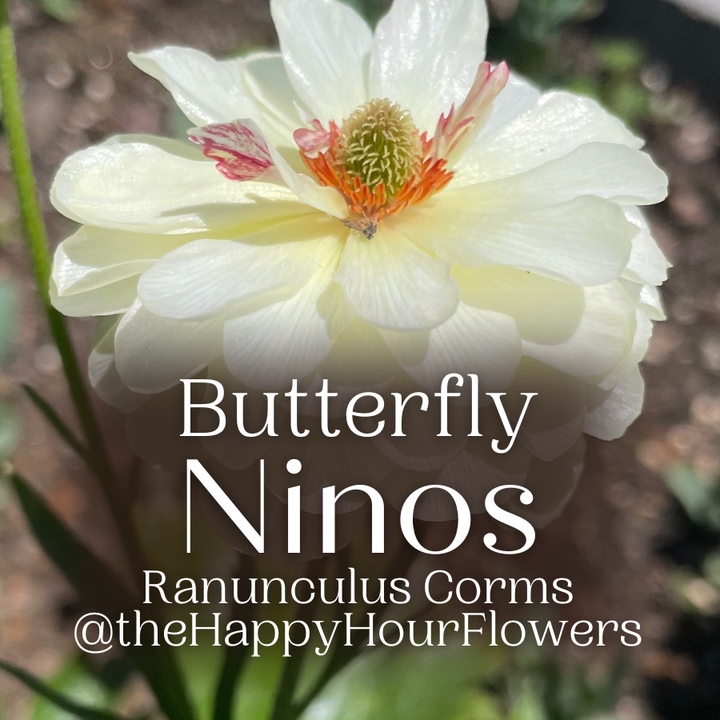 Exquisite close-up of a Graces Ninos Butterfly Ranunculus, radiating elegance with its layered petals, beautifully photographed by The Happy Hour Flowers.