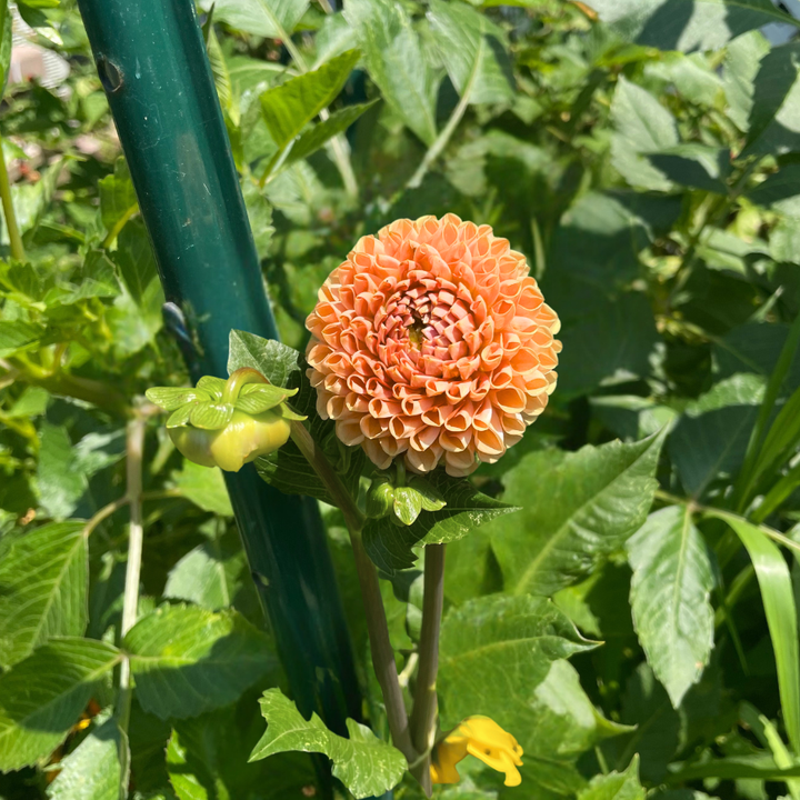 Souvenir d'Ete Dahlia Tuber (Pre-Order)
