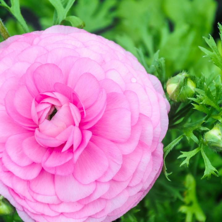 Top view of a blooming amandine ranunculus flower in pink, displaying its intricate petal arrangement against a natural green background.