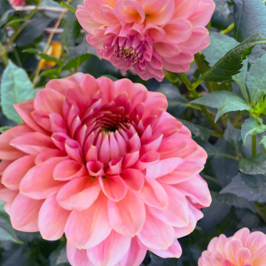 Close-up of the Askwith Minnie Dahlia Tuber from The Happy Hour Flowers, showcasing its large mauve pink blooms with a ball-shaped form and pointed petals.