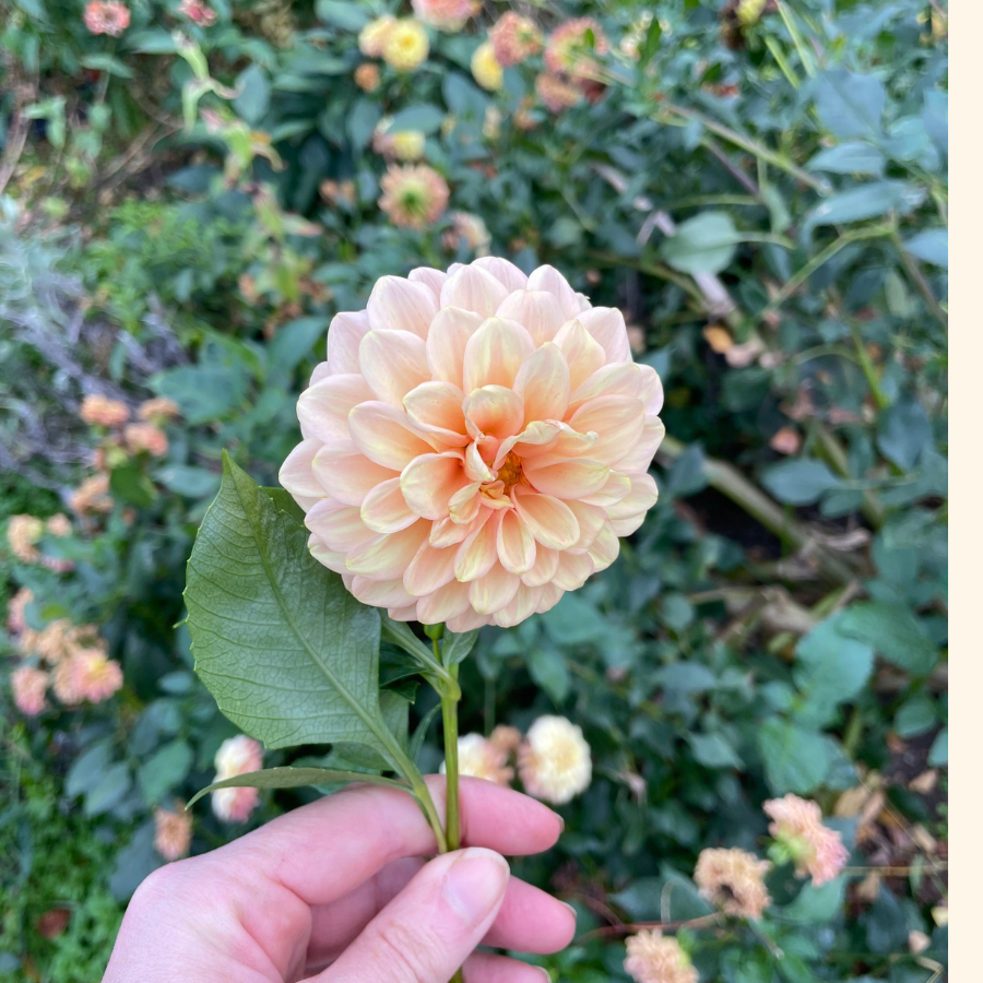 A gardener holding a freshly picked Sweet Suzanne Dahlia, surrounded by lush green foliage. This beautiful flower from The Happy Hour Flowers represents the perfect addition to any garden. Renowned for its stunning colors and ease of growth, the Sweet Suzanne Dahlia is an essential for any flower lover’s collection.