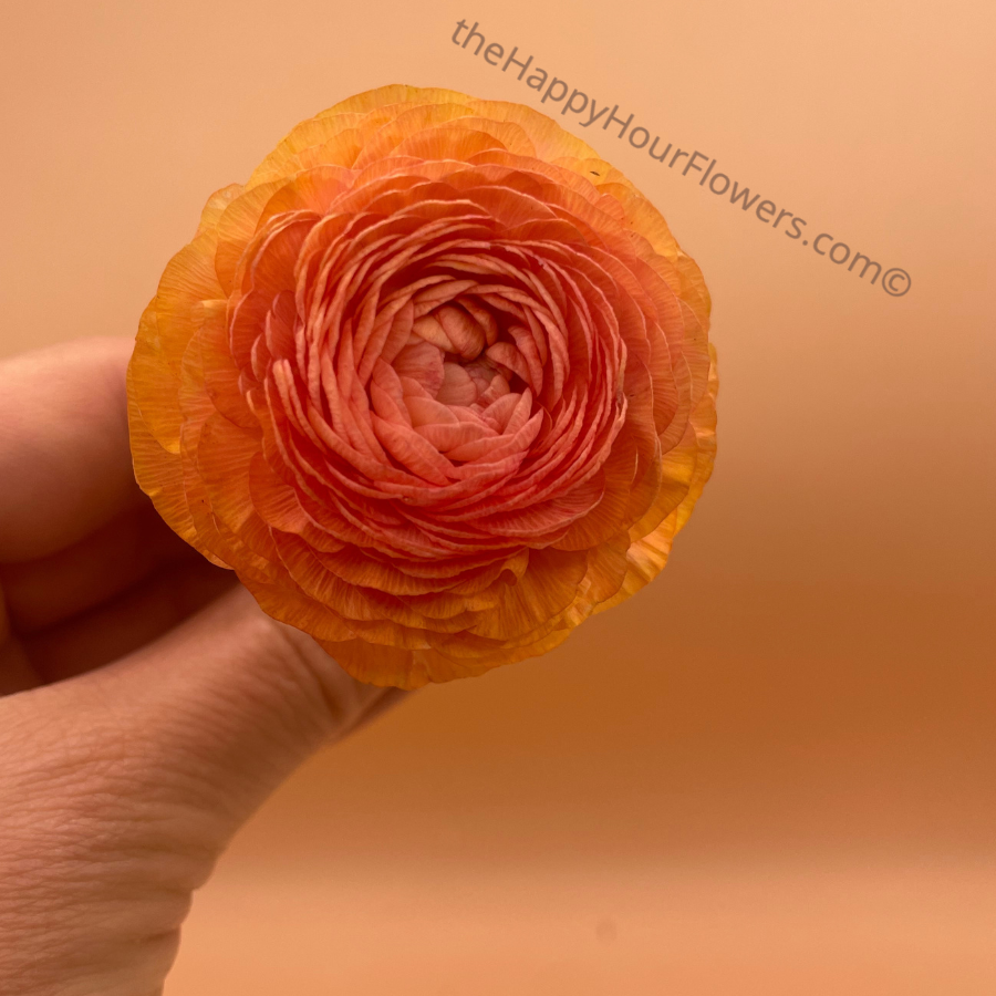 Amandine Ranunculus Corms Salmon by The Happy Hour Flowers, displaying a gorgeous orange ranunculus flower against a soft pink background, ideal for elegant decor.