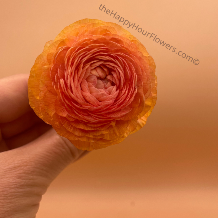 Amandine Ranunculus Corms Salmon by The Happy Hour Flowers, displaying a gorgeous orange ranunculus flower against a soft pink background, ideal for elegant decor.