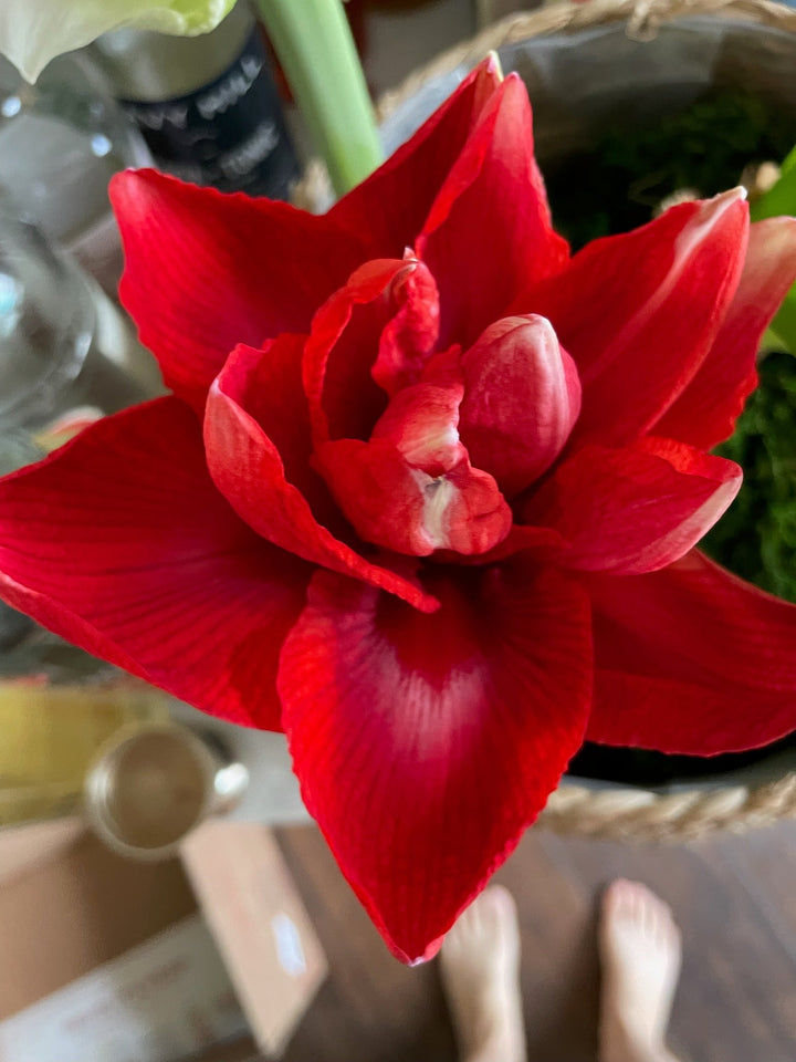 Amaryllis small pot