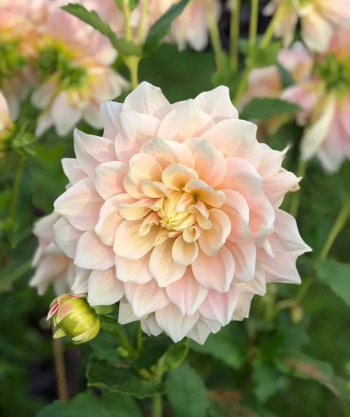 BreakOut dinner plate pink dahlia tuber