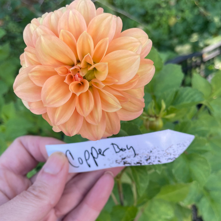 A gorgeous peach-colored Copper Boy Dahlia held by a hand, labeled for identification. This dahlia tuber from The Happy Hour Flowers showcases the beauty of garden blooms in wonderful shades, perfect for creating an impressive collection of easy to grow flowers.