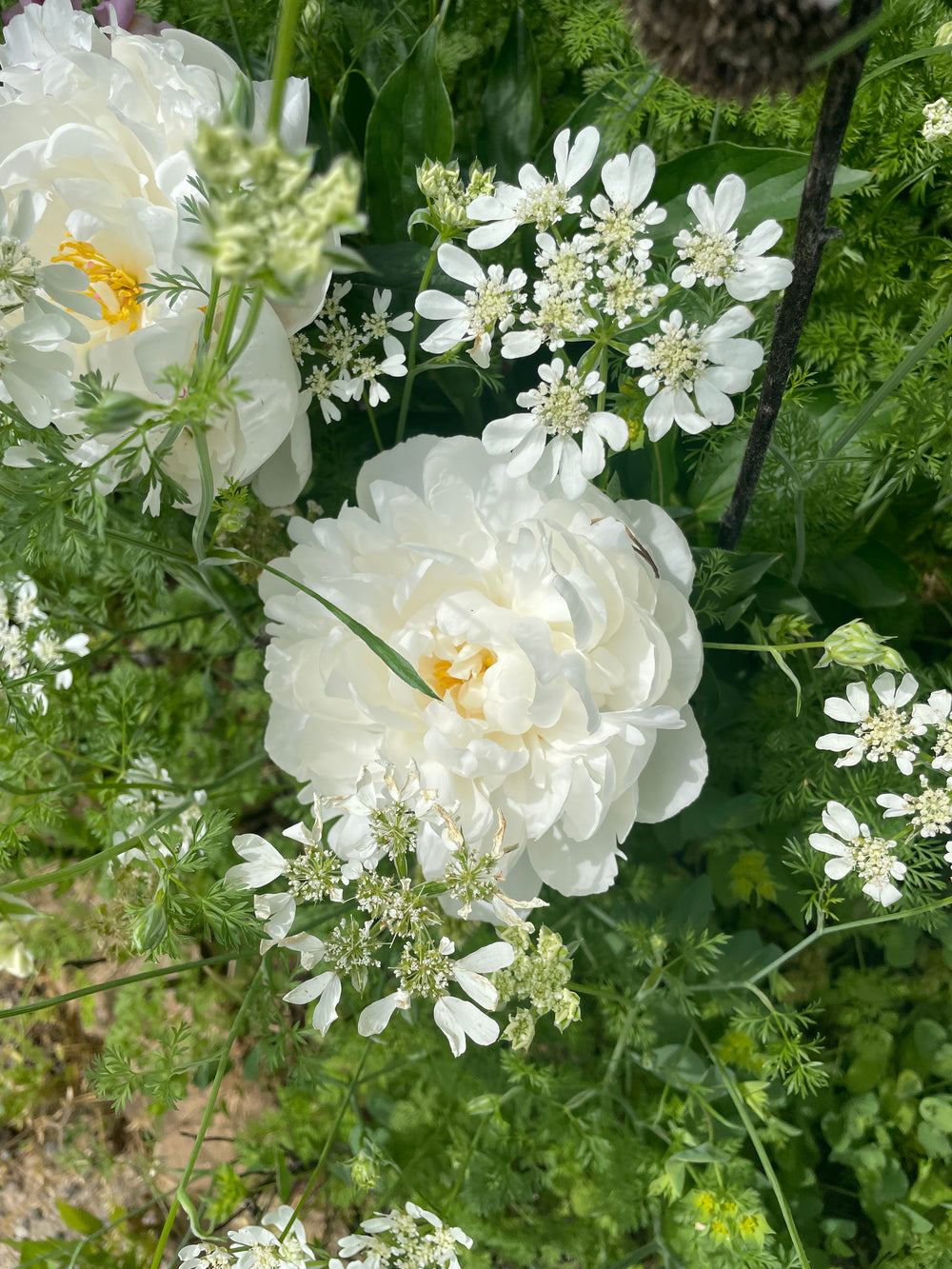 Peony Bare Root Madame Claude Tain