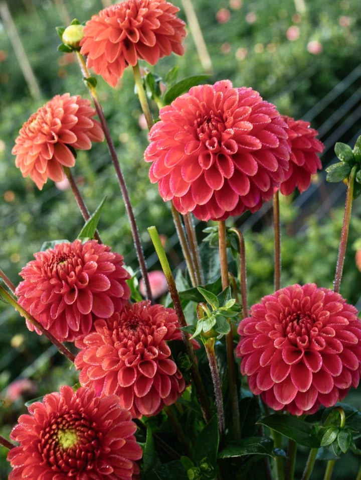 Zundert Mystery Fox Copper Dahlia for sale