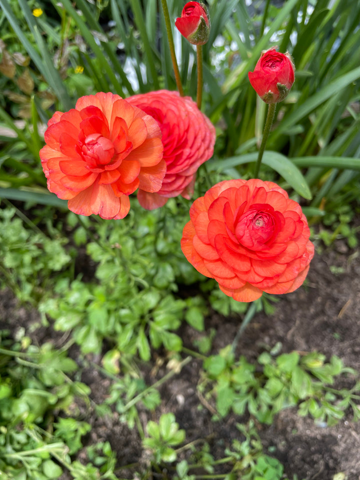 70s Ranunculus Romance Ranunculus Paradou – The Happy Hour Flowers