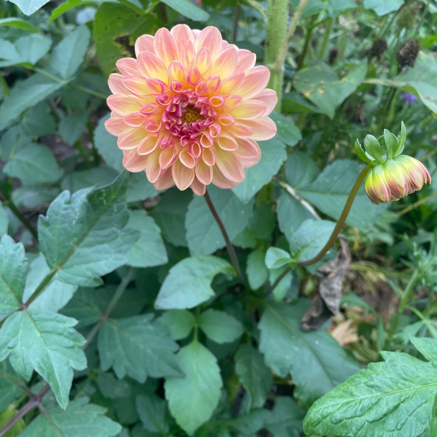 Single Chapeau Bas Dahlia Tuber boasting delicate pastel hues, beautifully standing tall amidst lush foliage, from The Happy Hour Flowers.