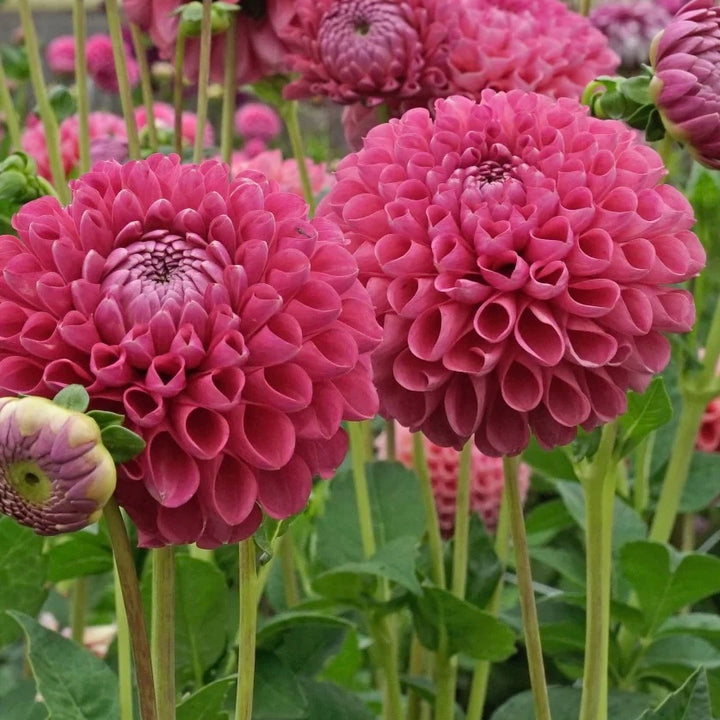 Jowey Frambo Pink Ball Dahlia