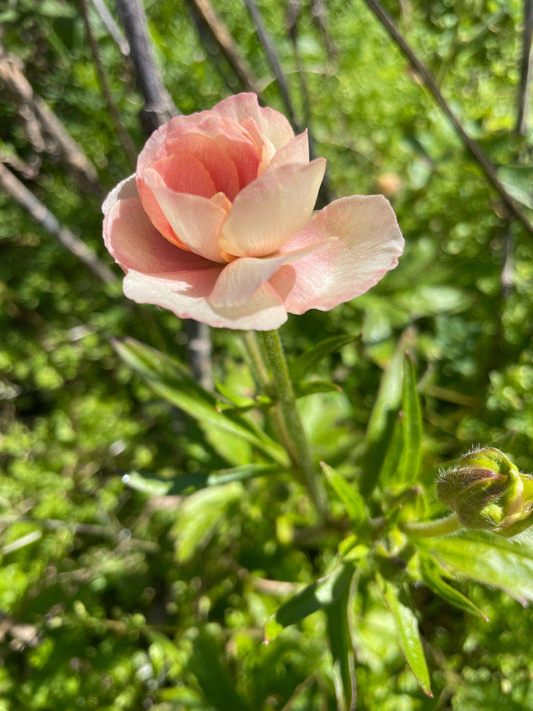 a single pink flower in the middle of a forest