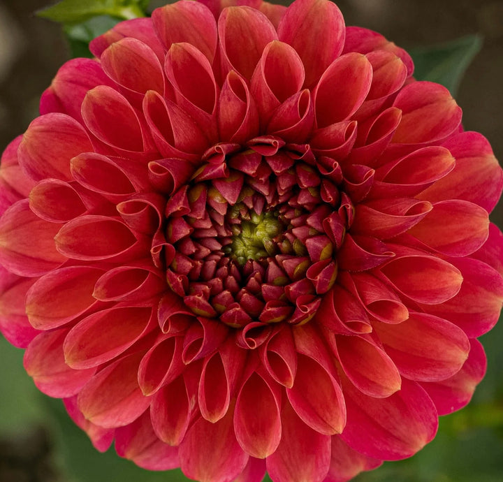 Zundert Mystery Fox Copper Dahlia for sale