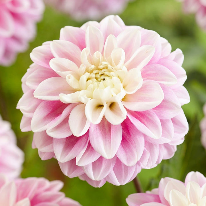 Fluffles lavender dahlia