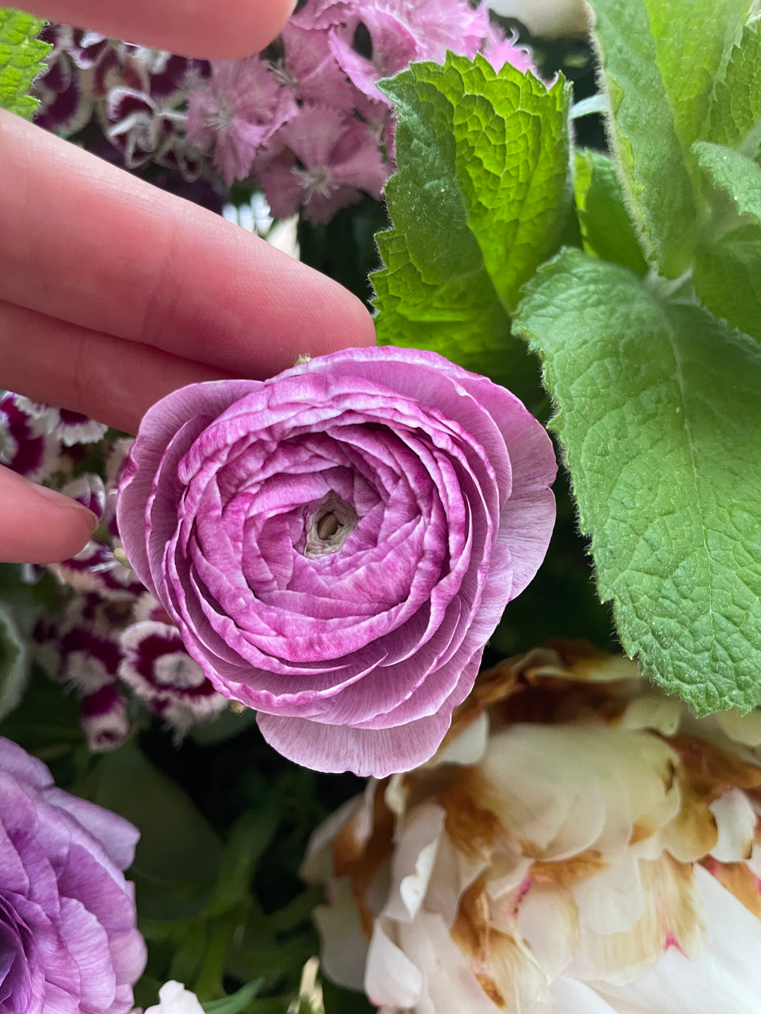 Romance Ranunculus Loubeyres