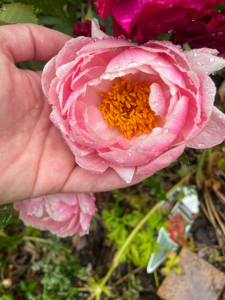 Peony Bare Root Coral Supreme