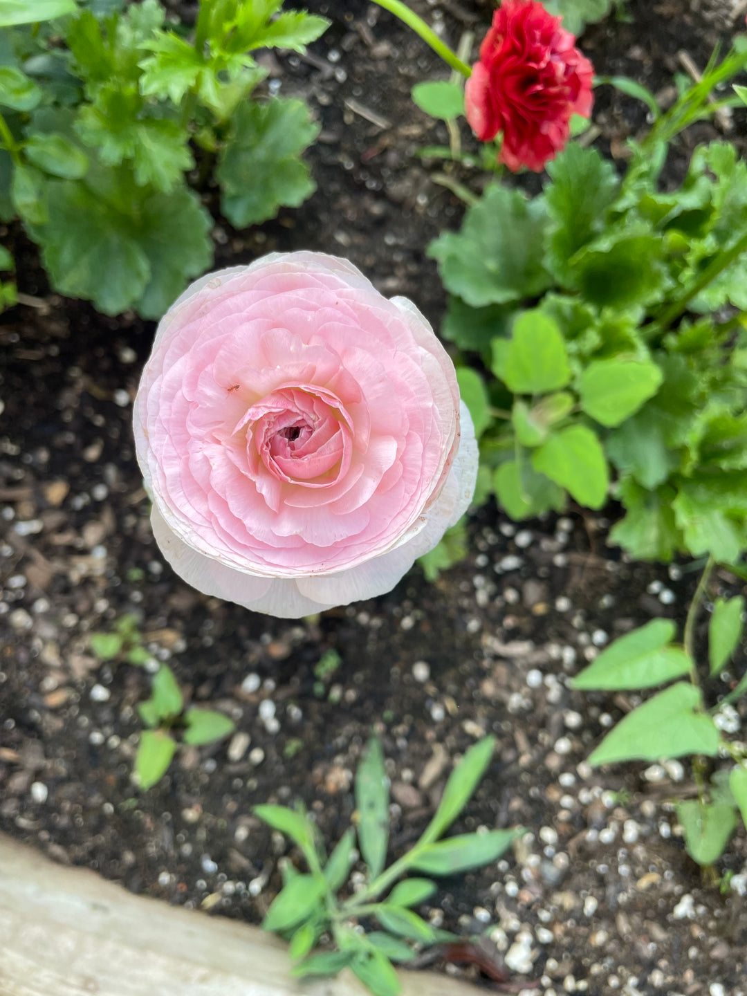 Romance Ranunculus Seine