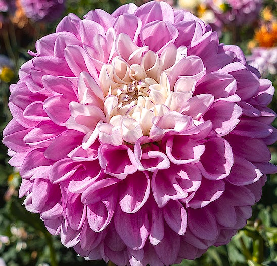 Fluffles lavender white dahlia tuber for sale