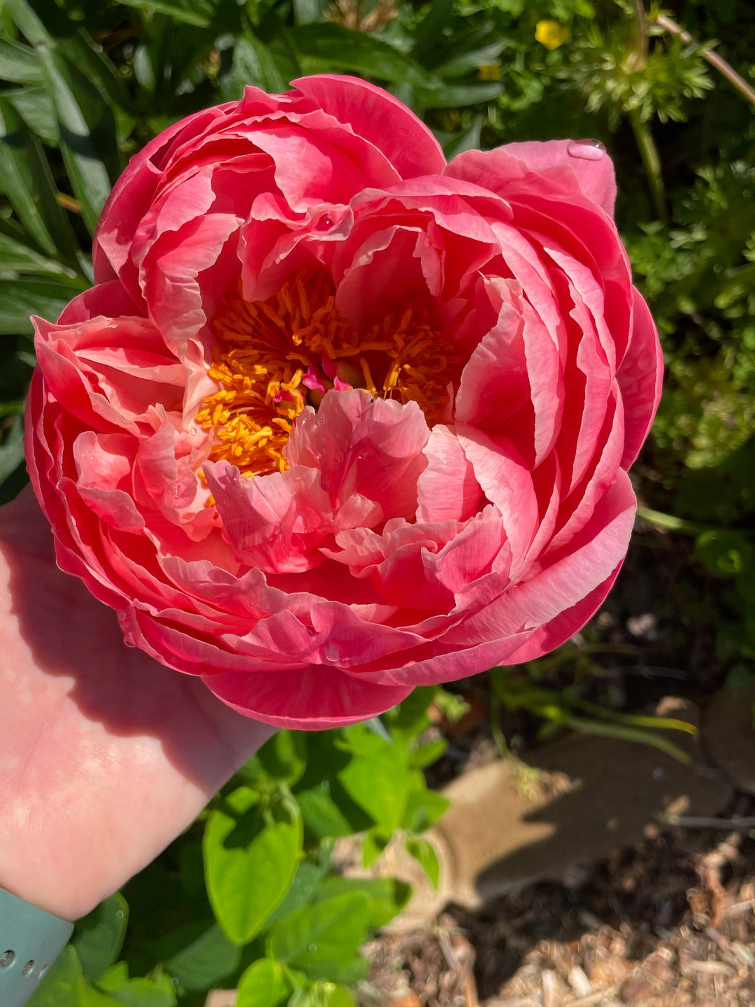 Peony Bare Root Coral Supreme