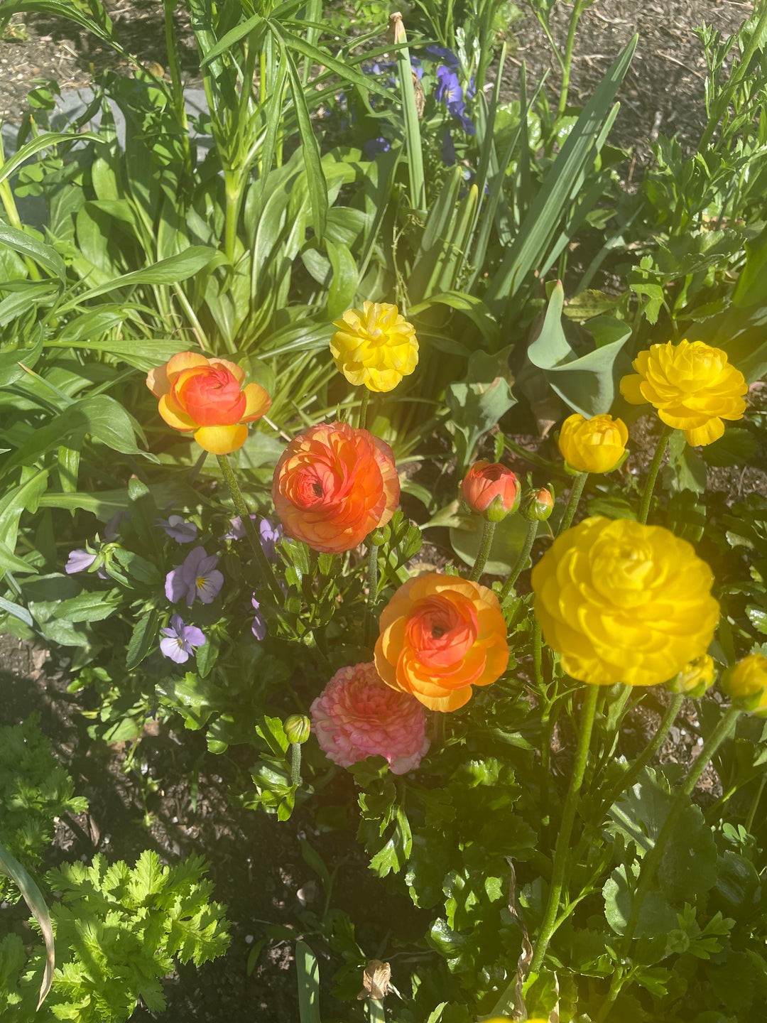 Gold Yellow Amandine Ranunculus for sale