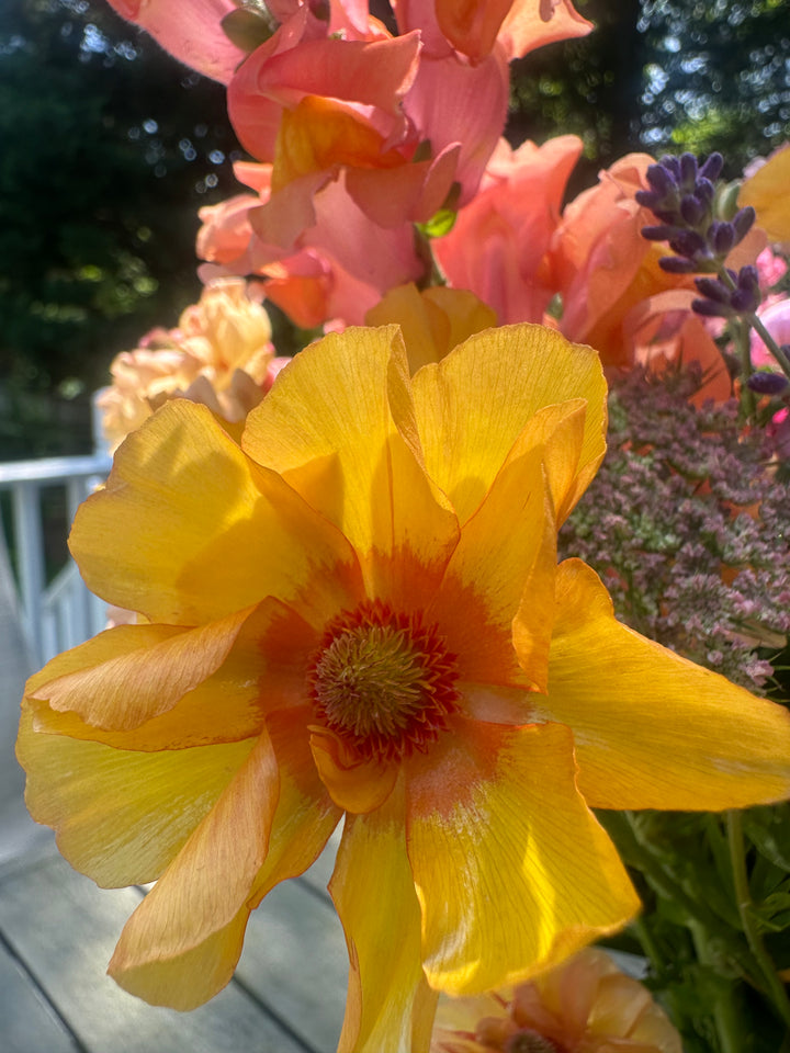 Charis Butterfly Ranunculus