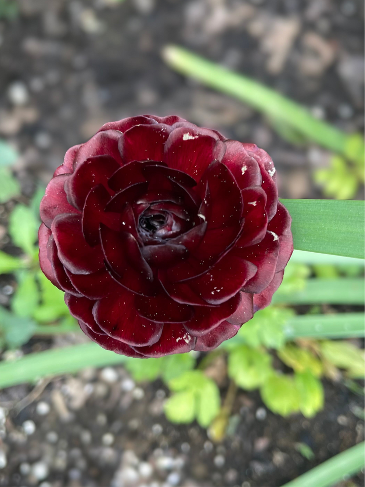 Romance Ranunculus Perigord