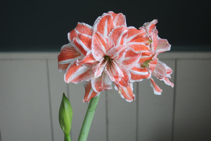 Amaryllis small pot