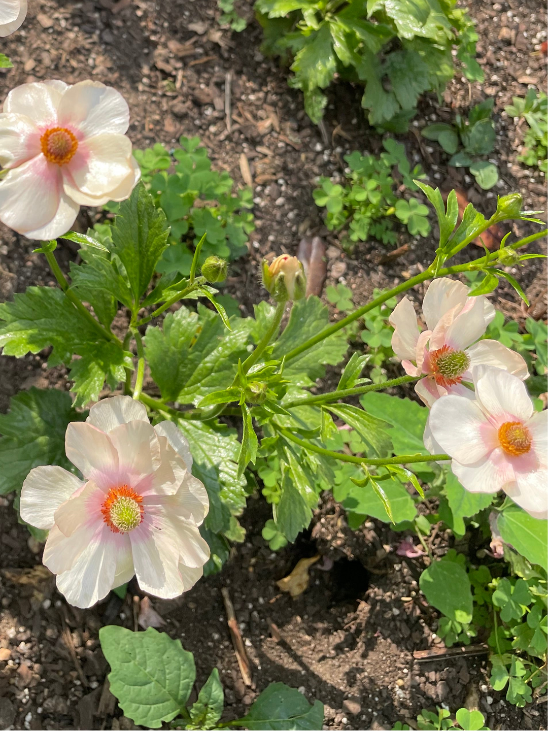 Melissa Butterfly Ranunculus Corms, Pack of 5, Shop now