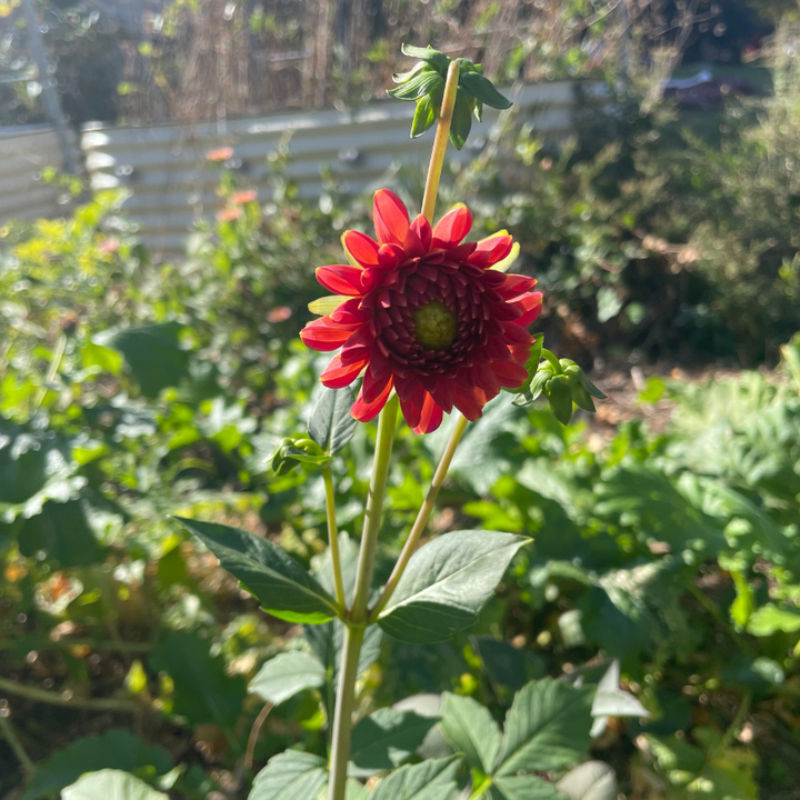 A single vibrant Copper Boy Dahlia bloom from The Happy Hour Flowers, standing out in an outdoor garden setting. With its rich wine and burgundy colors, this dahlia is a must-have for floral enthusiasts looking to enhance their garden with stunning and colorful flowers.