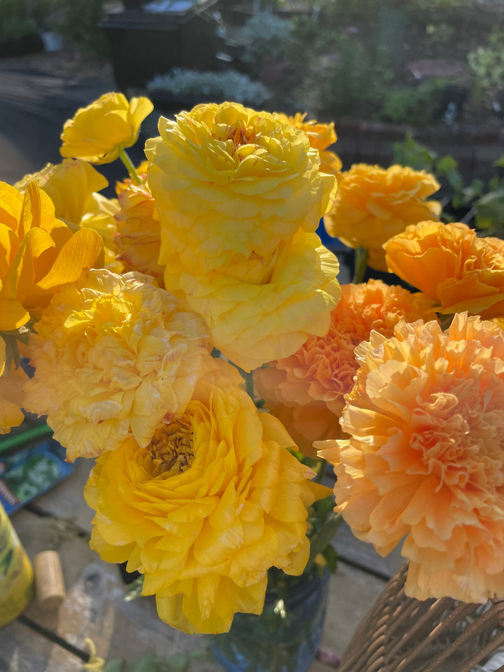 Pastel Lemon Ranunculus corms for sale