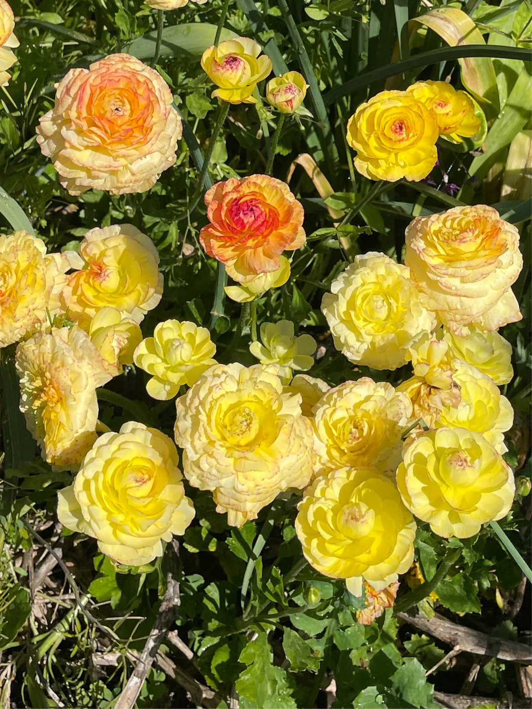 Gold Yellow Amandine Ranunculus corms for sale