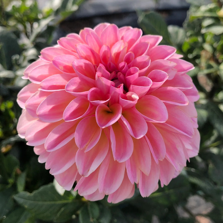 Esli pink dahlia