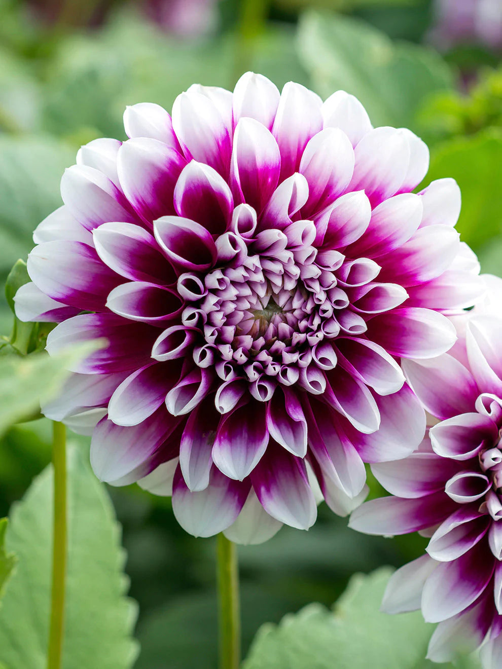 Edinburgh purple and white dahlia