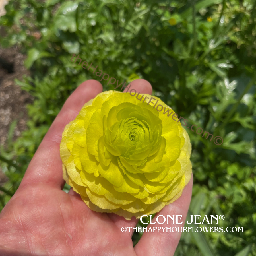 Clone Jean Ranunculus Corms for Sale