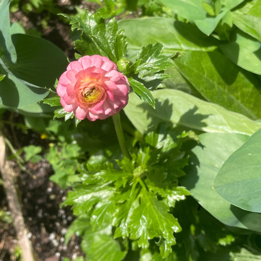 Butterfly Ranunculus Corms; Eris-Pack of 5