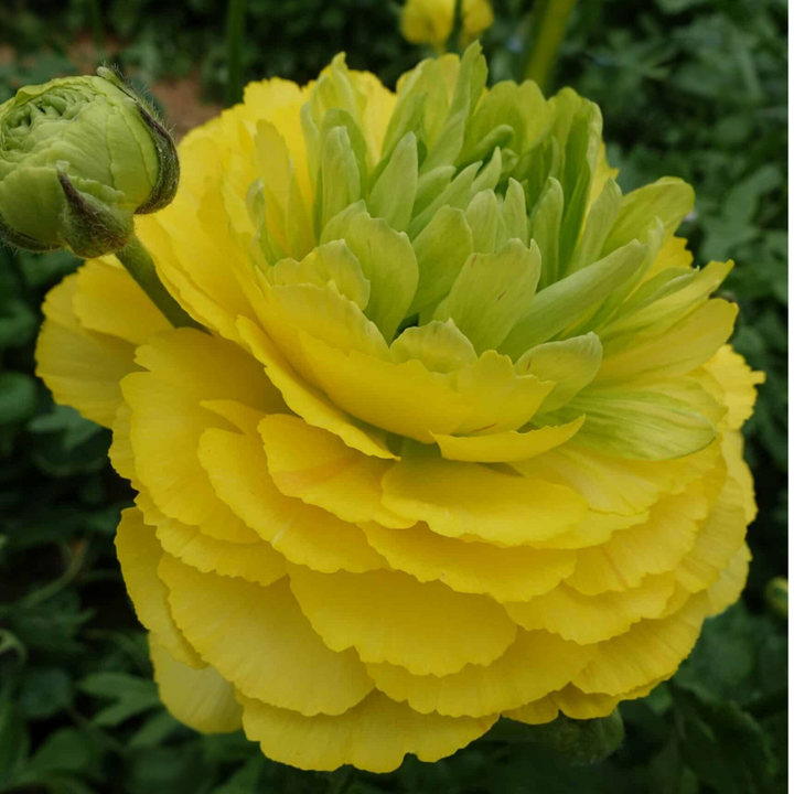 Romance Ranunculus Corms; St. Tropez- Pack of 5