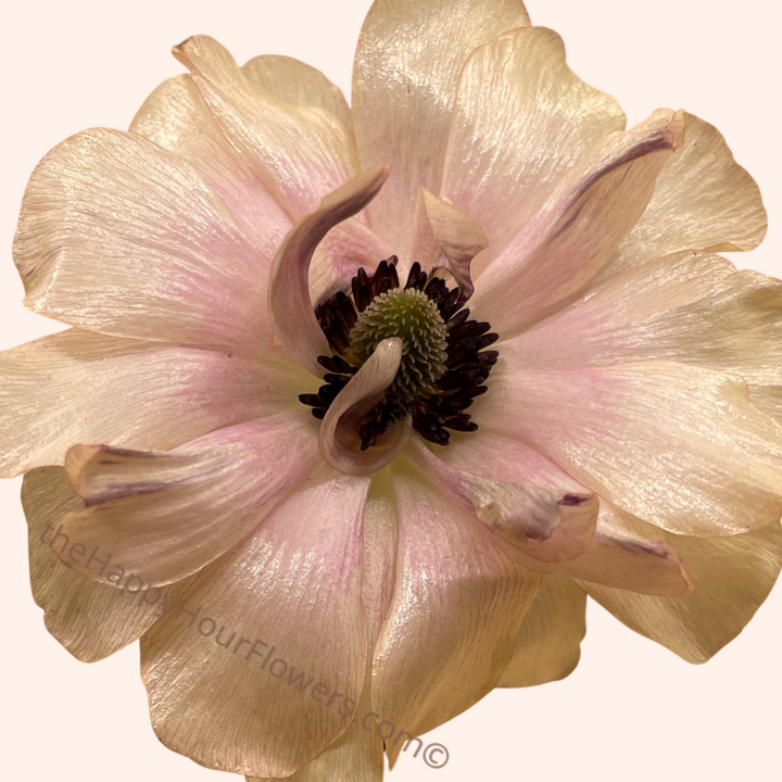 Ranunculus Butterfly Hestia Corms for Sale