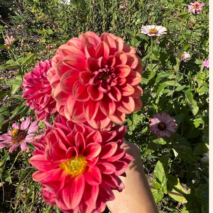 A colorful garden showcasing multiple All That Jazz Dahlias, prominently in peach and pink tones. This image, from The Happy Hour Flowers, immerses you in the beauty of cut flowers, featuring layers of black diamond and burgundy accents. Keywords: all that jazz dahlia, black, farm, farmer, Floret, flower, magenta, no till, orange.