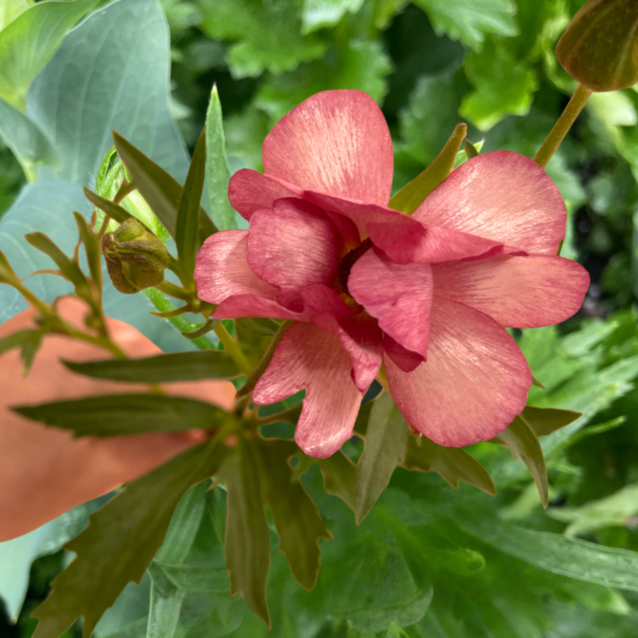 Top view of a Lycia Butterfly Ranunculus in soft pink hues, showcasing its delicate petals, ideal for bridal bouquets from The Happy Hour Flowers.