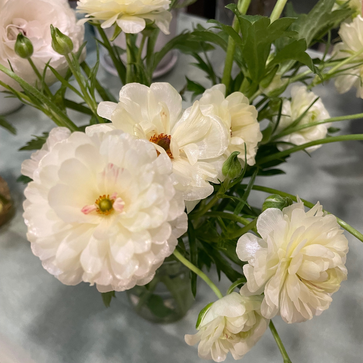 Lovely arrangement of Butterfly Ranunculus flowers in soft whites and creams, perfect for centerpiece designs. Brighten your space with Ninos from The Happy Hour Flowers. Ninos butterfly ranunculus corms.