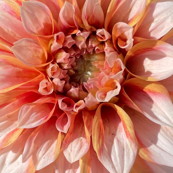 Tangerine dahlia orange and Ivory for sale