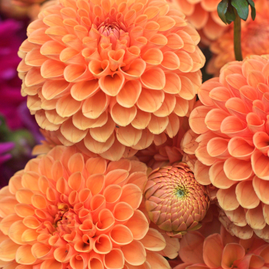 Souvenir d'Ete Dahlia Tuber (Pre-Order)