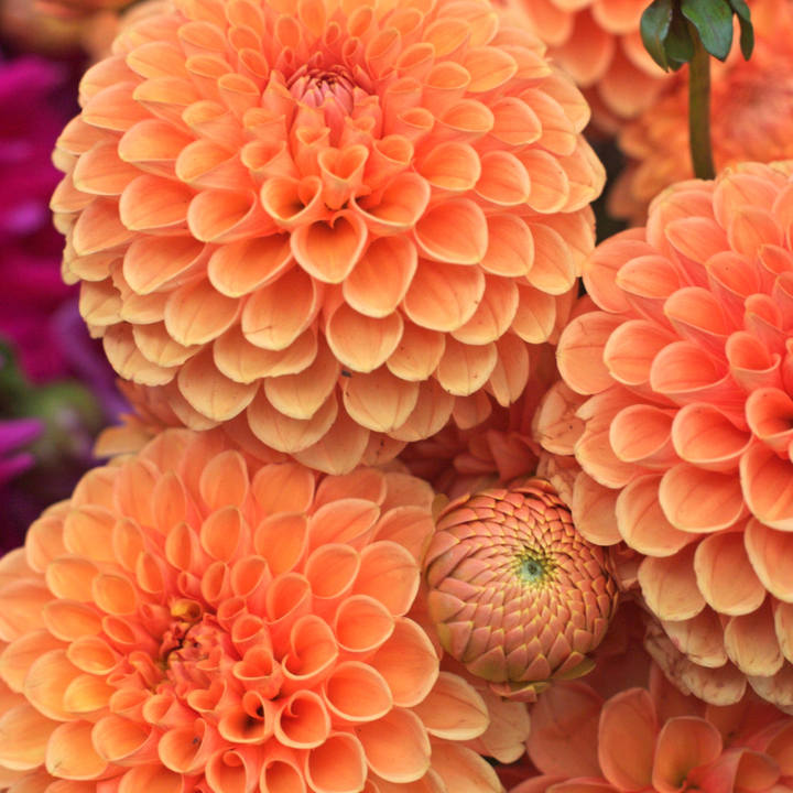 Souvenir d'Ete Dahlia Tuber (Pre-Order)