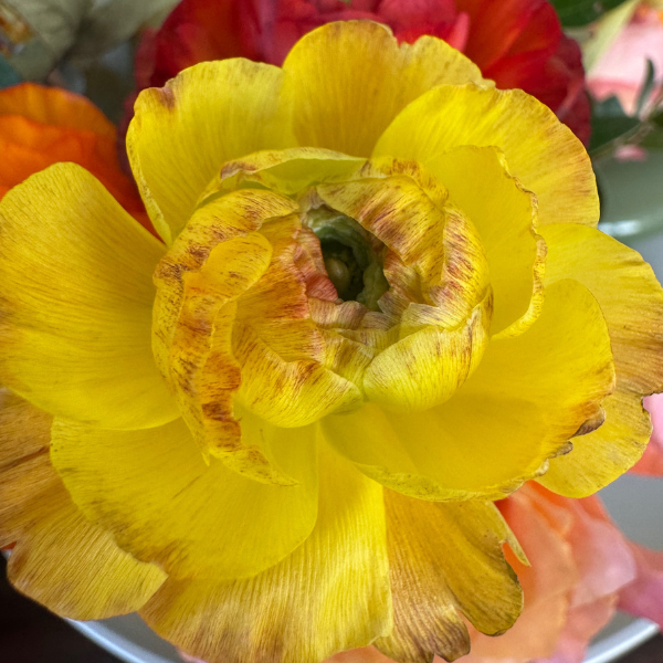 Elegance Ranunculus Corms; Giallo Striato- Pack of 10