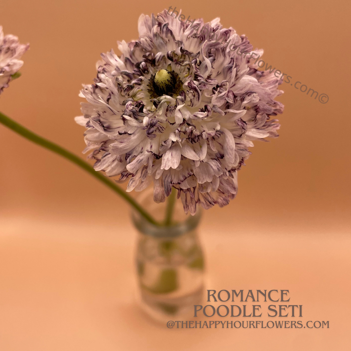 Seti Ranunculus Shop Brushmark Poodle Seti Ranunculus Corms Now! – The Happy Hour Flowers