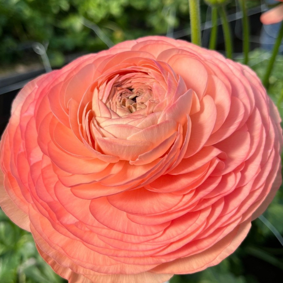 a close up of a pink flower in a garden