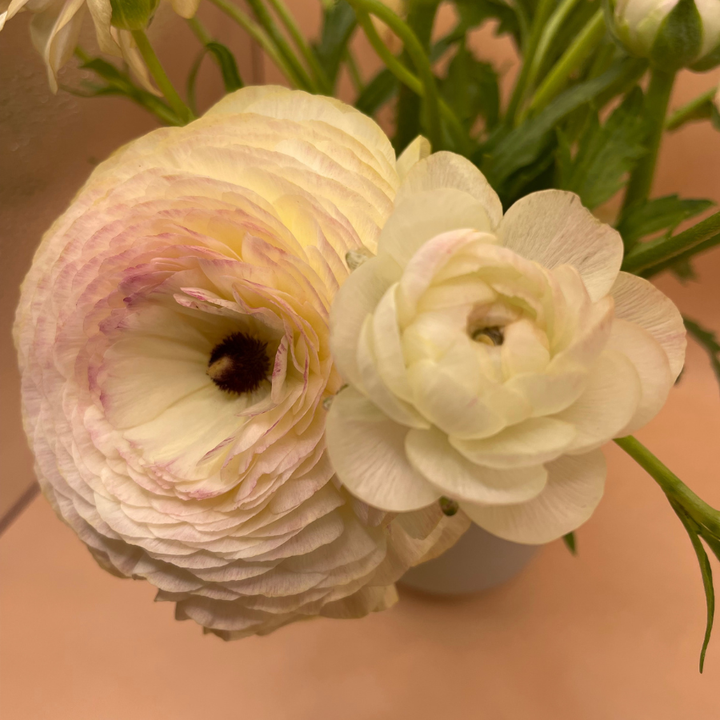 Elegance Ranunculus Corms; Bianco Sfumato- Pack of 10