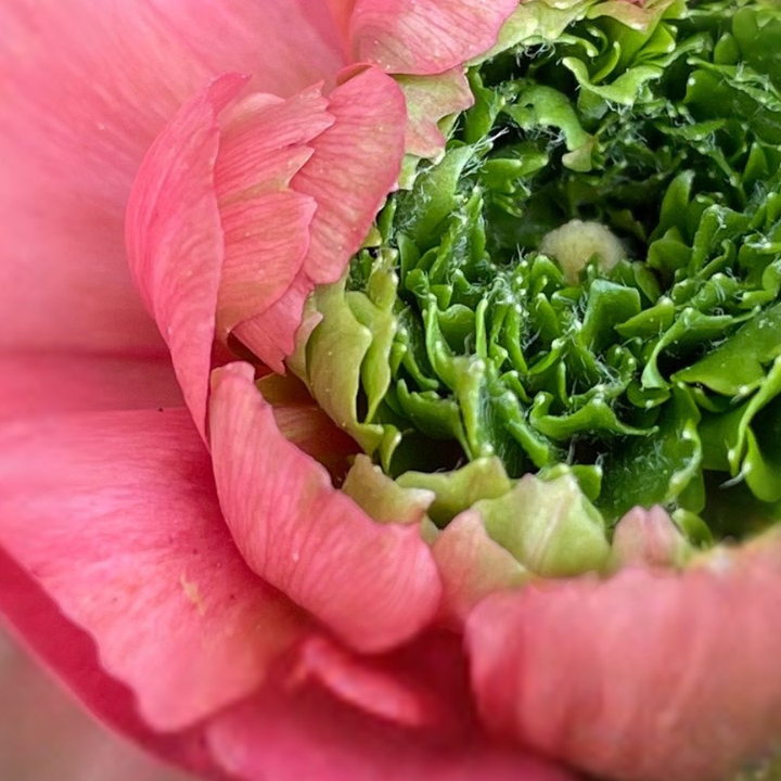 Close-up of a pink Romance Ranunculus Crown Bastille flower showcasing its unique green crown and soft petals. Perfect for gardening enthusiasts!
