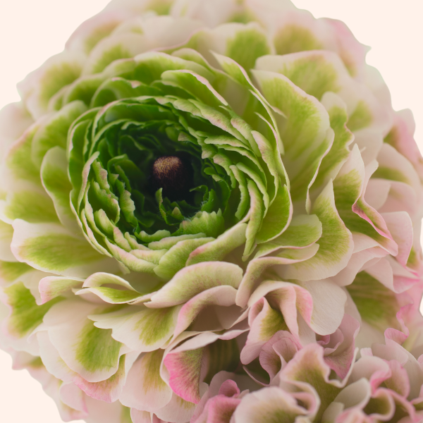 Pon Pon Cloni Ranunculus Corms, Candy, Pack of 5