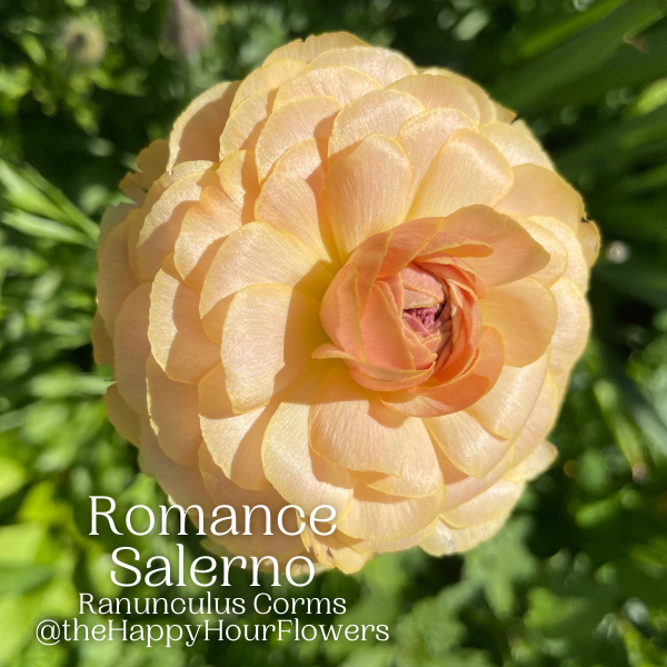 Clone Ranunculus Picardie Clone Ranunculus Corms - 5 Pack – The Happy Hour Flowers